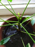 Разное объявление но. 1788985: Обработка дачных участков