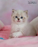 Кошки, котята объявление но. 1796226: Котята породы рэгдолл