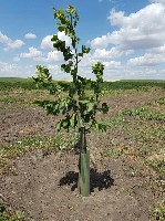 Продам Сад грецкого ореха. Площадь 14 га. Сад находится в 20 км от Николаева. Схема посадки 12Х10 м (83 дер/га). 3 сорта молдавской селекции. Всего 1104 дерева. Сад высажен в 2017 году. Закладка и ухо ...