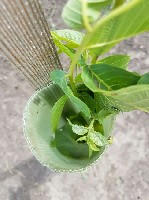 Продам участок объявление но. 1796243: Продам Сад грецкого ореха