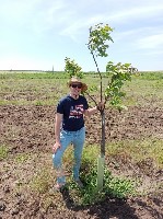 Продам участок объявление но. 1796243: Продам Сад грецкого ореха