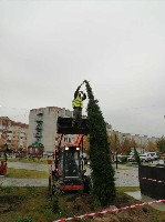 Растения объявление но. 1797086: Саженцы деревьев и кустарников. Питомник растений