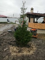 Растения объявление но. 1797086: Саженцы деревьев и кустарников. Питомник растений