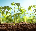 Строительные материалы объявление но. 1802762: Грунт для огорода, чернозем, торф