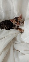 Услуги объявление но. 1821856: Бенгальские котята