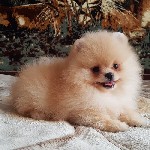 Щенок померанского шпица чистокровный ласковый игривый легко идёт на контакт с детьми. 
Детальная информация по телефону. ...