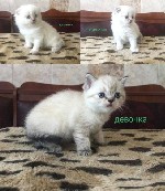 Предлагается к продаже ребятня с выразительными глазками, в красивых шубках, без дефектов и патологий развития. Эти ласковые веселые малыши порадуют Вас своим правильным воспитанием, замурчательным ха ...