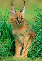 Продам котят Каракала разного возраста.
Есть девочки и мальчики.
Рождены в питомнике Украины, полный пакет документов.
Возможна доставка по Украине и другие страны мира!
По всем опросам звоните ил ...