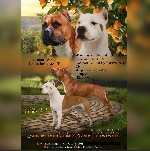 Цена договорная.
10 ЗДОРОВЫХ, ярких и крепких Американских Стаффордширских Терьеров (3 кобеля и 7 сук), очень интересных кровей, от пары высокопородных, титулованных, проверенных по здоровью и потомс ...