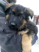 Немецкая овчарка
Продаются элитные щенки немецкой овчарки с отличной родословной от клубных родителей, отличный подарок под новогоднюю ёлочку.
Родились 25.10.2020г.
При себе имеют паспорт " КСУ, FC ...