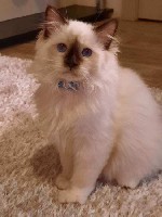 Питомник Angel Soul (система WCF) предлагает котят породы Священная бирма (бирманская кошка). 
Мальчики и одна девочка окраса сил пойнт. 
Привиты, приучены к лотку и когтеточке, имеют документы сист ...