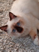 Кошки, котята объявление но. 1897394: Священная бирма-котята