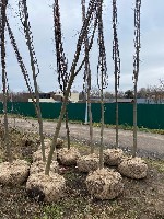 Компания Royal Garden предлагает большой ассортимент лиственных крупномеров напрямую из питомника по низким ценам. Осуществляем оптовые поставки деревьев от 2 до 9 метров. Наш каталог включает такие д ...