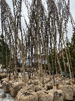 Растения объявление но. 1912519: Лиственные крупномеры оптом