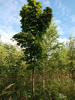 Растения объявление но. 1912526: Озеленение городских территорий