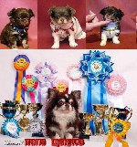 Продажа щенков Чихуахуа в Москве. Профессиональный питомник продает очаровательных щенков чихуахуа, мальчиков и девочек, высокий породный уровень щенков подкреплен титулами родителей. Все малыши с кра ...