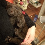 Средства для ухода объявление но. 1922751: Щенки лабрадора от проверенных родителей