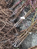 Растения объявление но. 1934307: Саженцы плодовых деревьев и кустарников, роза , виноград