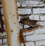 Разное объявление но. 1952259: Испытания пожарных лестниц и ограждений кровли