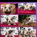 Для бронирования и дальнейшей продажи, предлагаются шикарные щеночки-английского бульдога ДОСТАВКА ЕСТЬ. Документы РКФ, будут привиты, чип по желанию. Больше фото/видео по запросу. Подробности по тел. ...