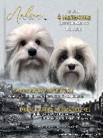 Предлагаются прекрасные щенки Малаой Львиной Собаки. (Левхен). Львёнок в теле собаки. Крошечнкая редкая декоративная порода. Мальчики разных окрасов. Документы РКФ ( FCI). После прививки будут перееха ...