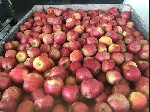 Продукты питания объявление но. 1976490: Яблоки оптом напрямую от Крымского производителя.