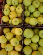 Продукты питания объявление но. 1976490: Яблоки оптом напрямую от Крымского производителя.