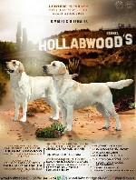 Питомник предлагает к продаже великолепных щенков лабрадора-ретривера палевого окраса, свободны к резерву 8 кобелей и 3 суки. Родители из известных российских питомников, несут преимущественно америка ...