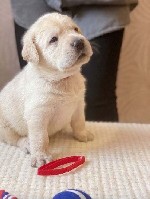 Услуги объявление но. 1985066: Прекрасные щенки лабрадора-ретривера