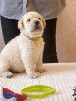 Услуги объявление но. 1985066: Прекрасные щенки лабрадора-ретривера