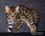 Услуги объявление но. 2001037: бенгальские леопардовые котятки