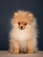 Предлагаются к продаже щенки мальчики немецкого шпица, рожденные 01.01.2021 и 12.01.2021 года. Малыши с веселым характером, активные, приучены к гигиене и пеленке, не клеточного содержания, социализир ...