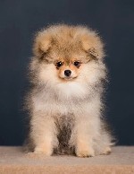 Услуги объявление но. 2002661: Мальчики немецкого шпица