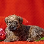 Услуги объявление но. 2019461: Ирландский мягкошерстный пшеничный терьер