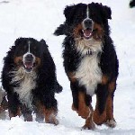 Питомник "Гранд Флода" предлагает шикарных щенков Бернского зенненхунда. Пакет документов согласно РКФ. Подробности по телефону ...