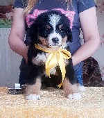 Собаки, щенки объявление но. 2037419: Щенки Бернского зенненхунда