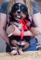 Собаки, щенки объявление но. 2037419: Щенки Бернского зенненхунда