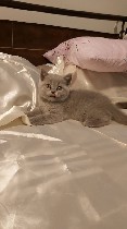 Услуги объявление но. 2126602: Британские котята