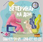Широкий спектр ветеринарных услуг на дому.
Опыт работы. Гуманность. Ответственность. Индивидуальный подход.
Вызов, осмотр, консультация, хирургия, кастрации, стерилизации, вакцинация, акушерство, ст ...