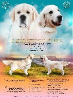 Услуги объявление но. 2201603: Щенки Золотистого ретривера