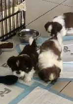 Продам щенков ши тцу: два мальчика и девочка рождённые 20 августа 21-го года приучены к пелёнке, сделаны прививки, едят самостоятельно.
 Цена договорная.
Тел. 0546779037 Ален ...