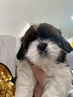 Собаки, щенки объявление но. 2208453: Щенки ши тцу