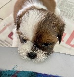 Собаки, щенки объявление но. 2208453: Щенки ши тцу
