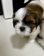 Собаки, щенки объявление но. 2208453: Щенки ши тцу