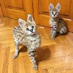 Доступны красивые котята сервала и саванна F1
 
Котята супертипа Сервал и F1 Саванна доступны для бронирования. Мы специализируемся на качестве и типе путем селективного разведения и покупки лучших  ...
