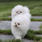 Корм объявление но. 2241136: Щенки померанского шпица готовы к работе