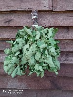 Сбор 2021г.
Наши цены:
Березовый от 100р./шт от 20 шт
130р от 10шт
150 до 10шт
Дубовый 200р/шт
Пихтовый 150р/шт.
Липовый 150 р/шт
Можжевельник 150 р/шт
Эвкалиптовый 250 р/шт
Кедровый 200р р/ ...