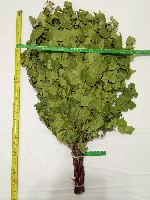 Разное объявление но. 2277139: Веники для бани оптом и в розницу