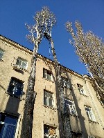 Грузоперевозки, переезды, грузчики объявление но. 2305030: Спилим, обрежем деревья руками из плеч, все аккуратно