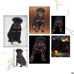 Для разведения,крутая родословная,гарантии по здоровью,3 месяца,привиты,доставка по всему Казахстану,документы ...